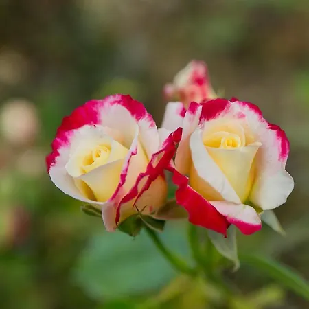 Le Del Relais La Pieve Vecchia 4* Рипарбелла