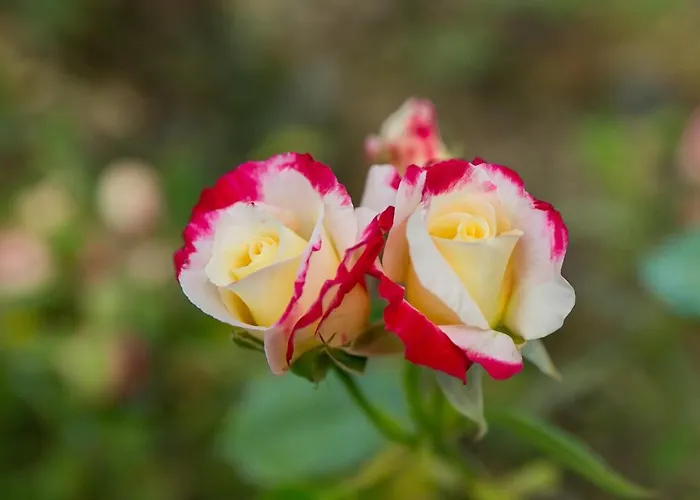 Le Del Relais La Pieve Vecchia 4* Рипарбелла